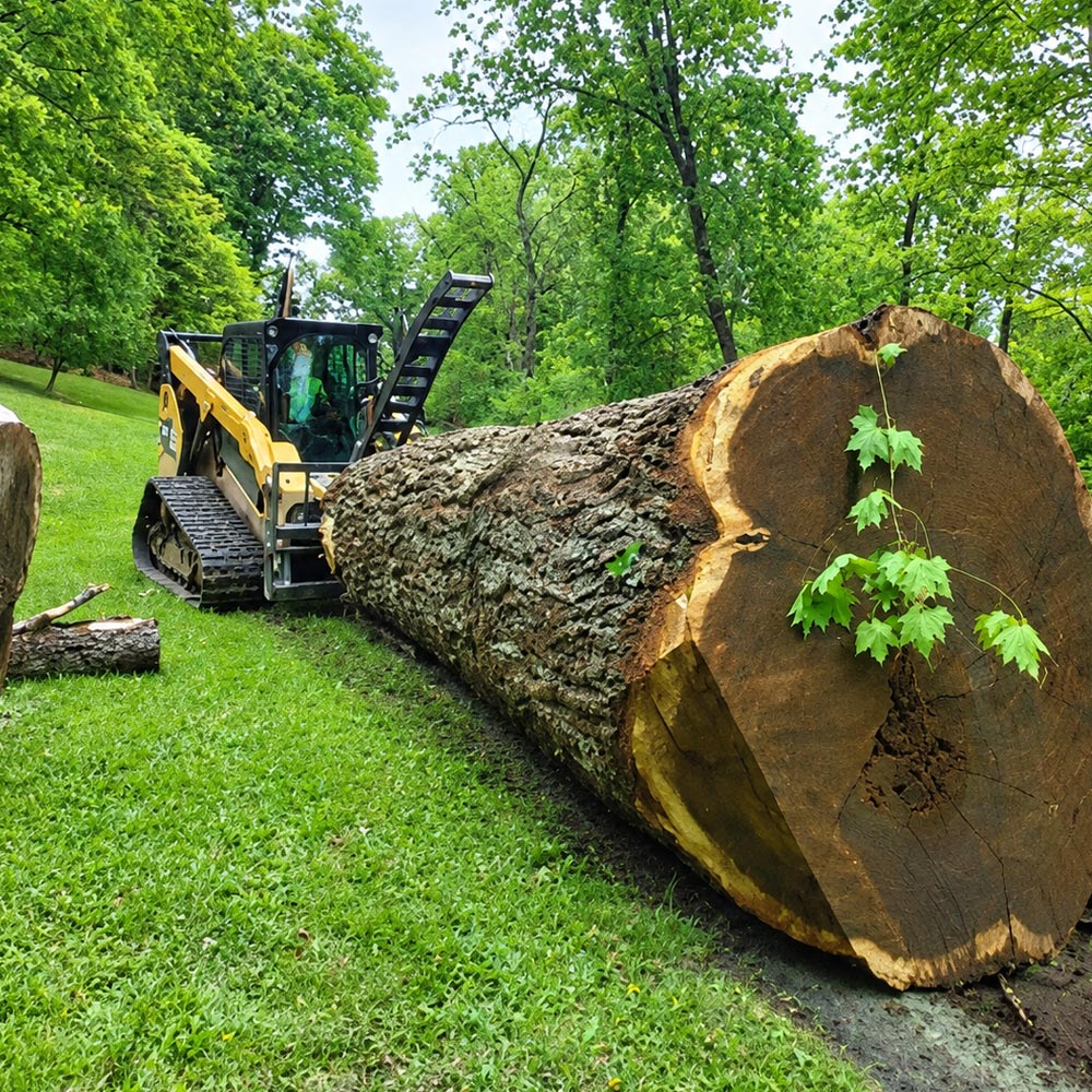 Forestry-Machine-and-Massive-Felled-Log